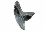 Rare,  Giant Thresher Shark (Alopias) Tooth - South Carolina #270059-1